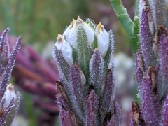 Chloropyron maritimum maritimum