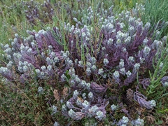 Chloropyron maritimum maritimum