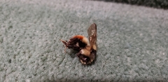 Bombus melanopygus