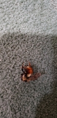 Bombus melanopygus