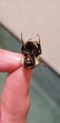 Bombus melanopygus