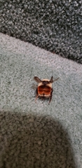 Bombus melanopygus