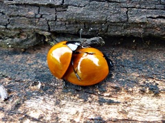 Aegithus clavicornis