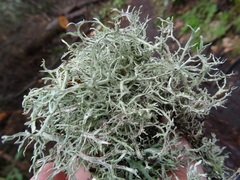 Pseudevernia
