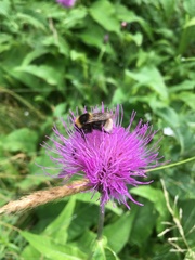 Bombus subterraneus