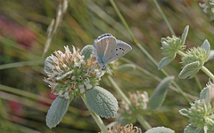 Polyommatus iphigenia