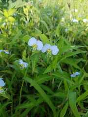 Commelina erecta erecta
