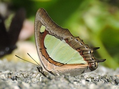 Polyura arja
