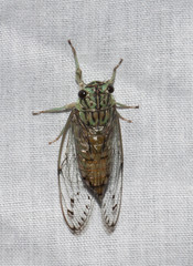 Neocicada hieroglyphica