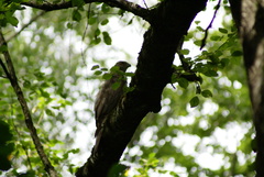 Accipiter gentilis