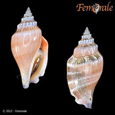 Little Bear Conch