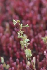 Atriplex pedunculata