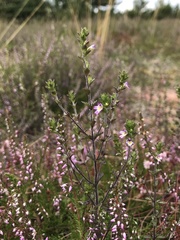Euphrasia micrantha