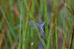 Lestes macrostigma