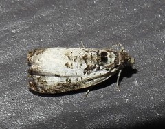 Olethreutes malana