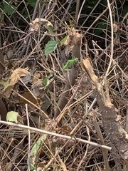 Erythemis simplicicollis