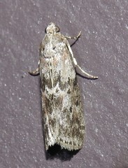 Sciota virgatella