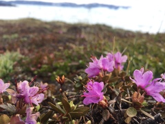 Rhododendron lapponicum
