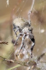 Phidippus octopunctatus