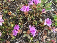 Rhododendron lapponicum