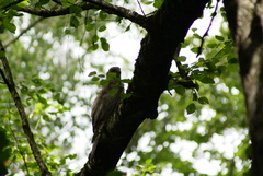 Accipiter gentilis