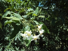 Catalpa longissima