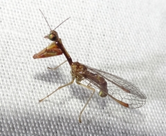 Leptomantispa pulchella