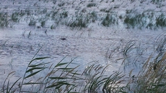Tachycineta bicolor