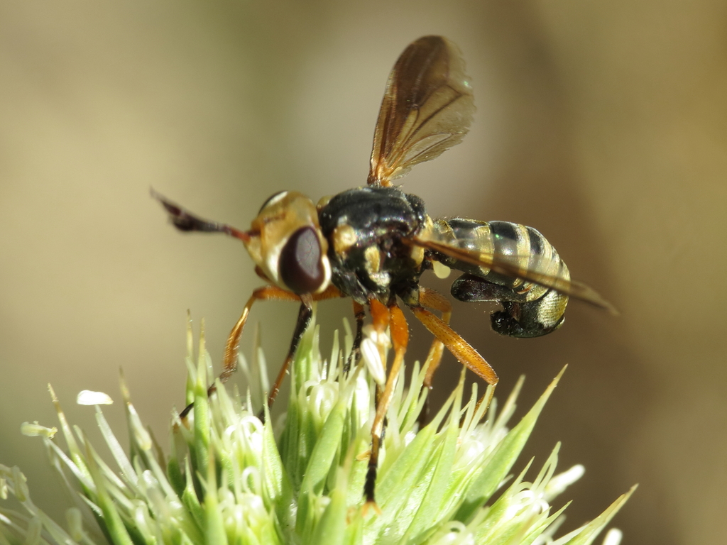 Conops insignis