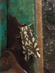 Arachnis dilecta