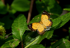 Parvospila cilissa