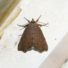 Cutina albopunctella