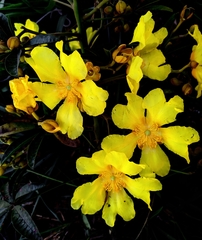 Cochlospermum orinocense