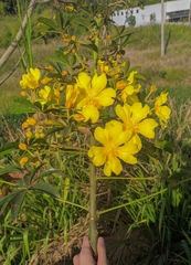 Cochlospermum orinocense