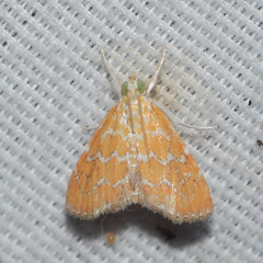 Xanthophysa psychicalis