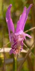 Arethusa bulbosa
