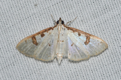 Palpita illibalis