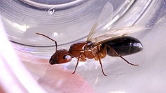 Camponotus sayi