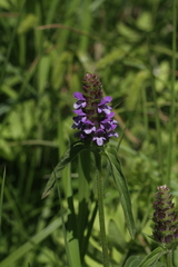 Prunella vulgaris lanceolata