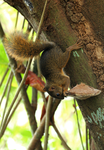Red-tailed Squirrel, Cahuita National Park, Costa Rica, photo 8 of 10