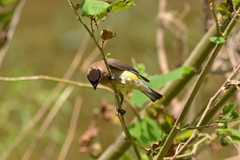 Bombycilla cedrorum