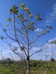 Cochlospermum orinocense