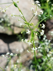 Galium concinnum