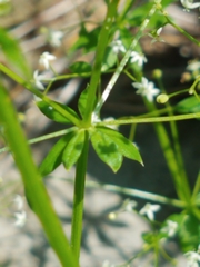 Galium concinnum