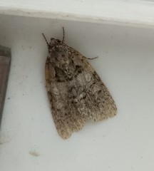 Acronicta immodica