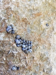 Echinolittorina interrupta