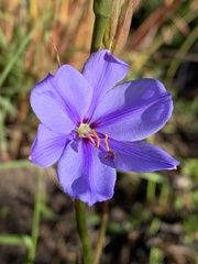 Aristea spiralis