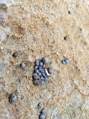 Echinolittorina interrupta