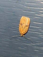 Agonopterix robiniella
