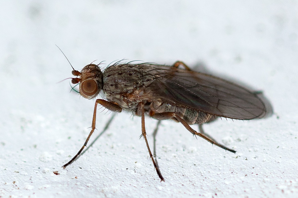 Pseudoleria pectinata
